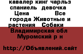  кавалер кинг чарльз спаниель -девочка › Цена ­ 45 000 - Все города Животные и растения » Собаки   . Владимирская обл.,Муромский р-н